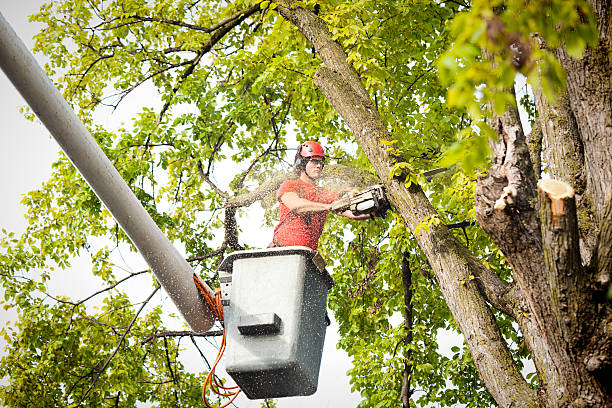 Tree Health Inspection in Lincoln, AR